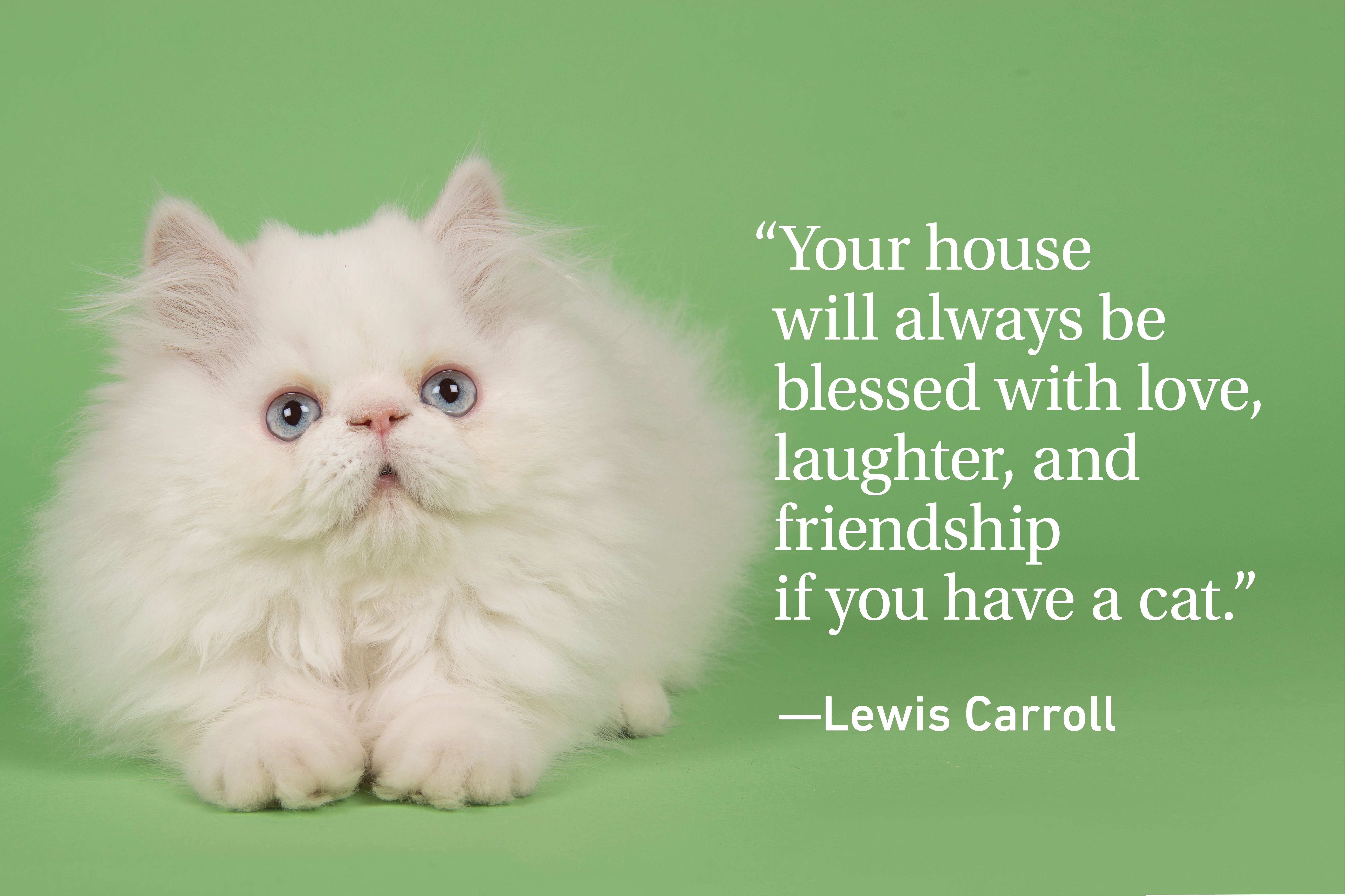 Cat quote on green background with a white cat