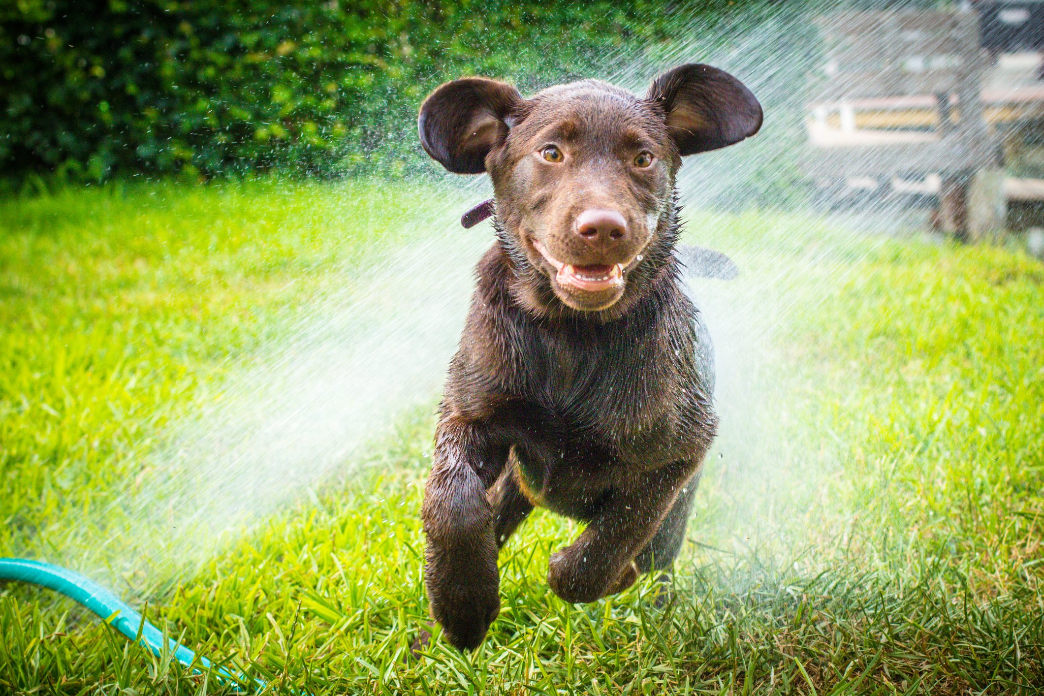 wet dog sprinkler