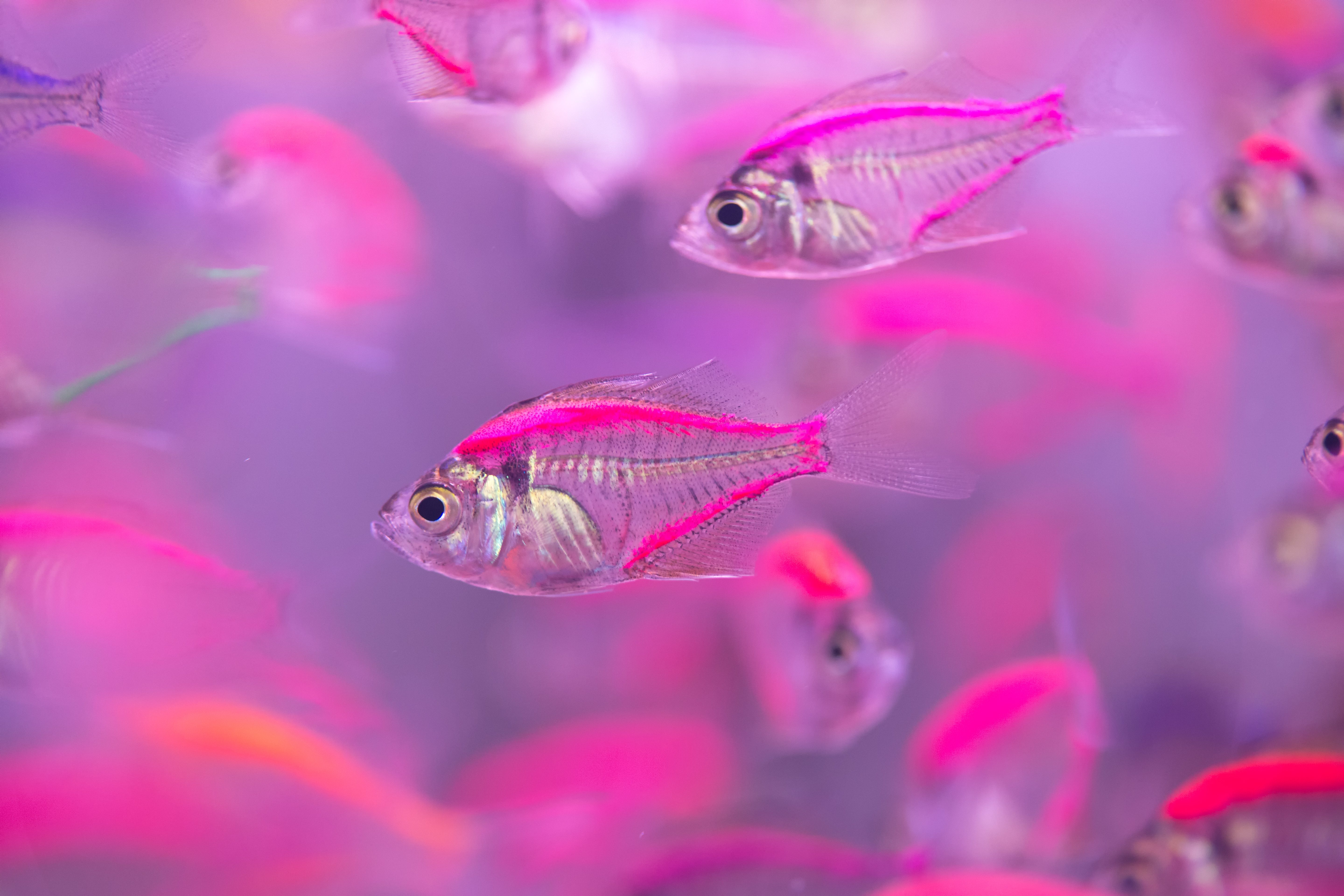 Underwater Fish Photography