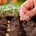Planting Calendar: When to Plant These Popular Vegetables