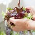 How to Wash Salad Greens (And Why You Absolutely Should)
