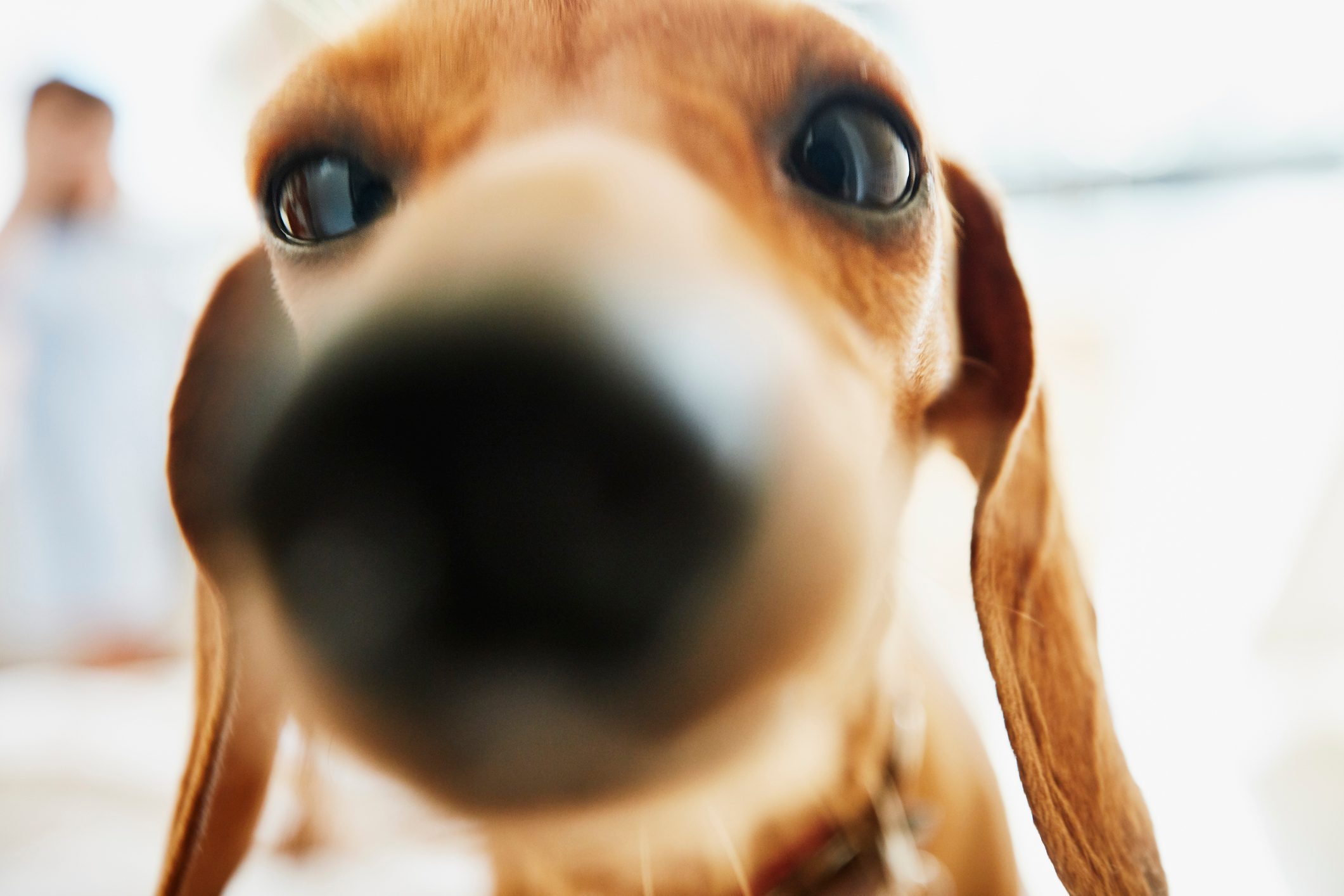 Close up portrait of dachshund