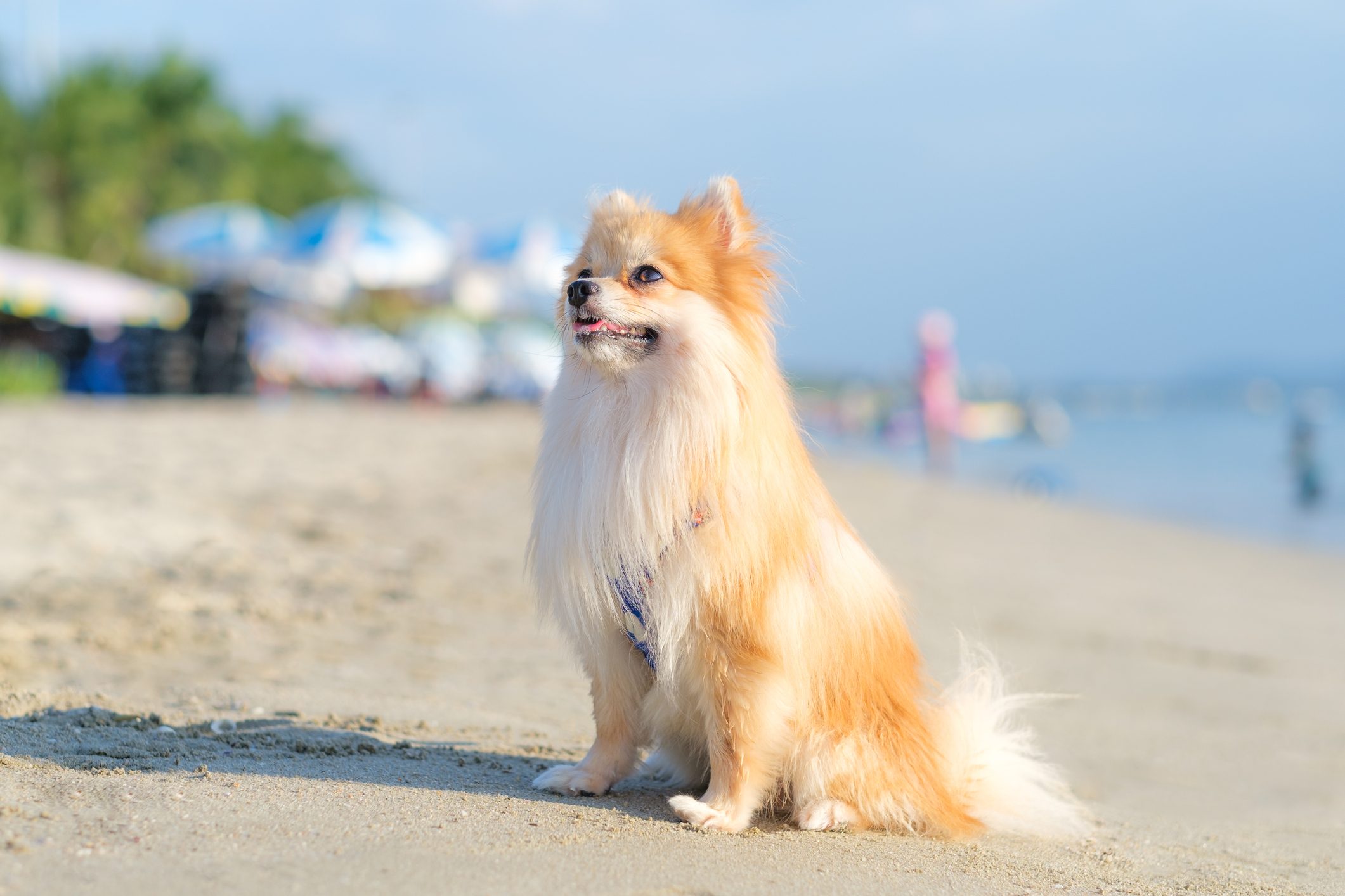 Close up of a cute pomeranian dog on the beach during a sunny day .