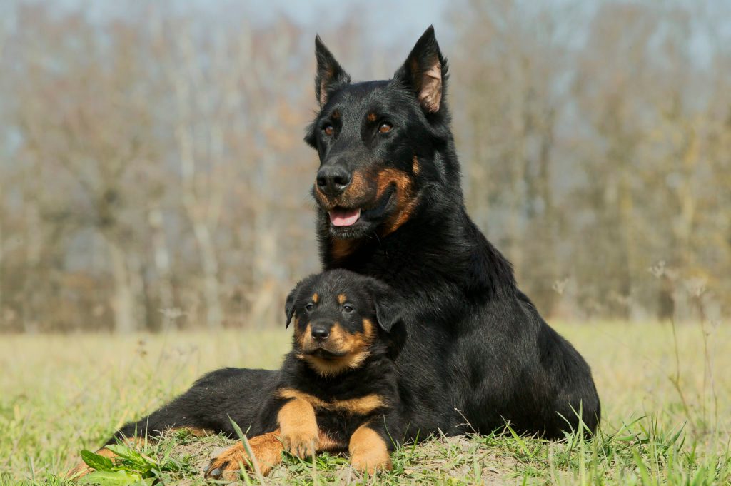The Best Guard Dog Breeds for Protection Reader's Digest