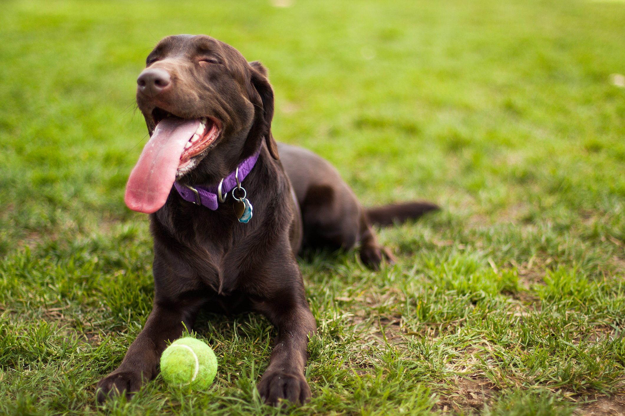 Chocolate labrador dog with tennis ball