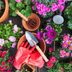 10 Expert Gardening Tips for Beginners