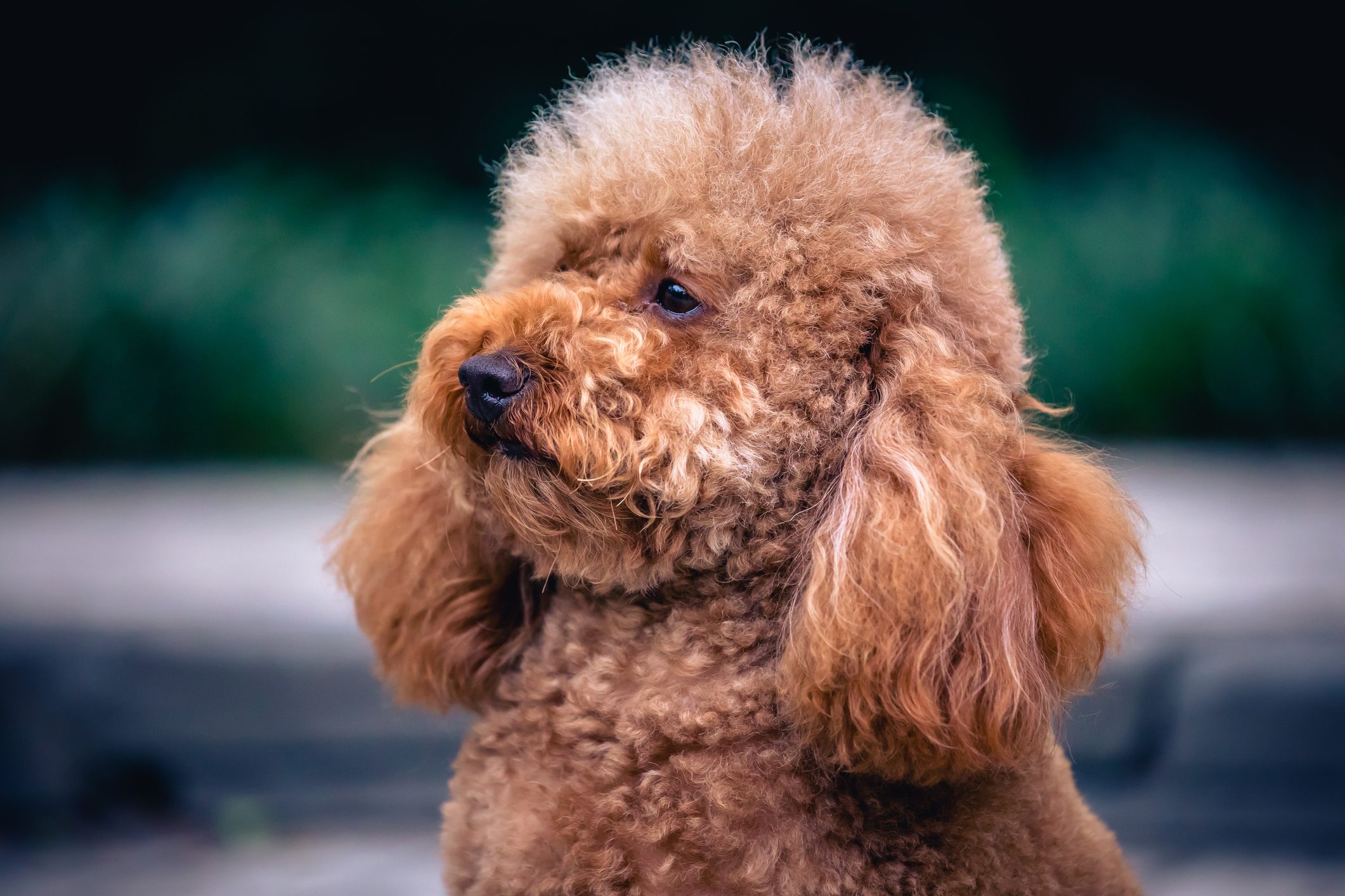 close up portrait of a cute brown Poodle dog .