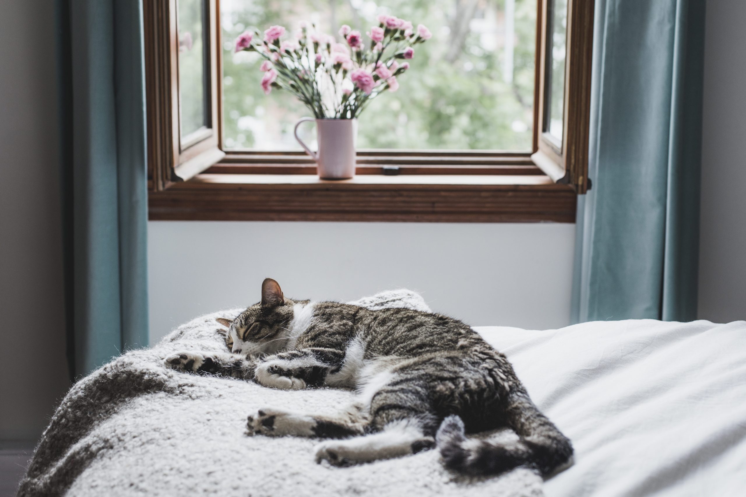 Should You Let Your Cat Sleep in Your Bed? | Reader's Digest