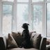 How to Help Your Pet Cope with Post-Quarantine Separation Anxiety