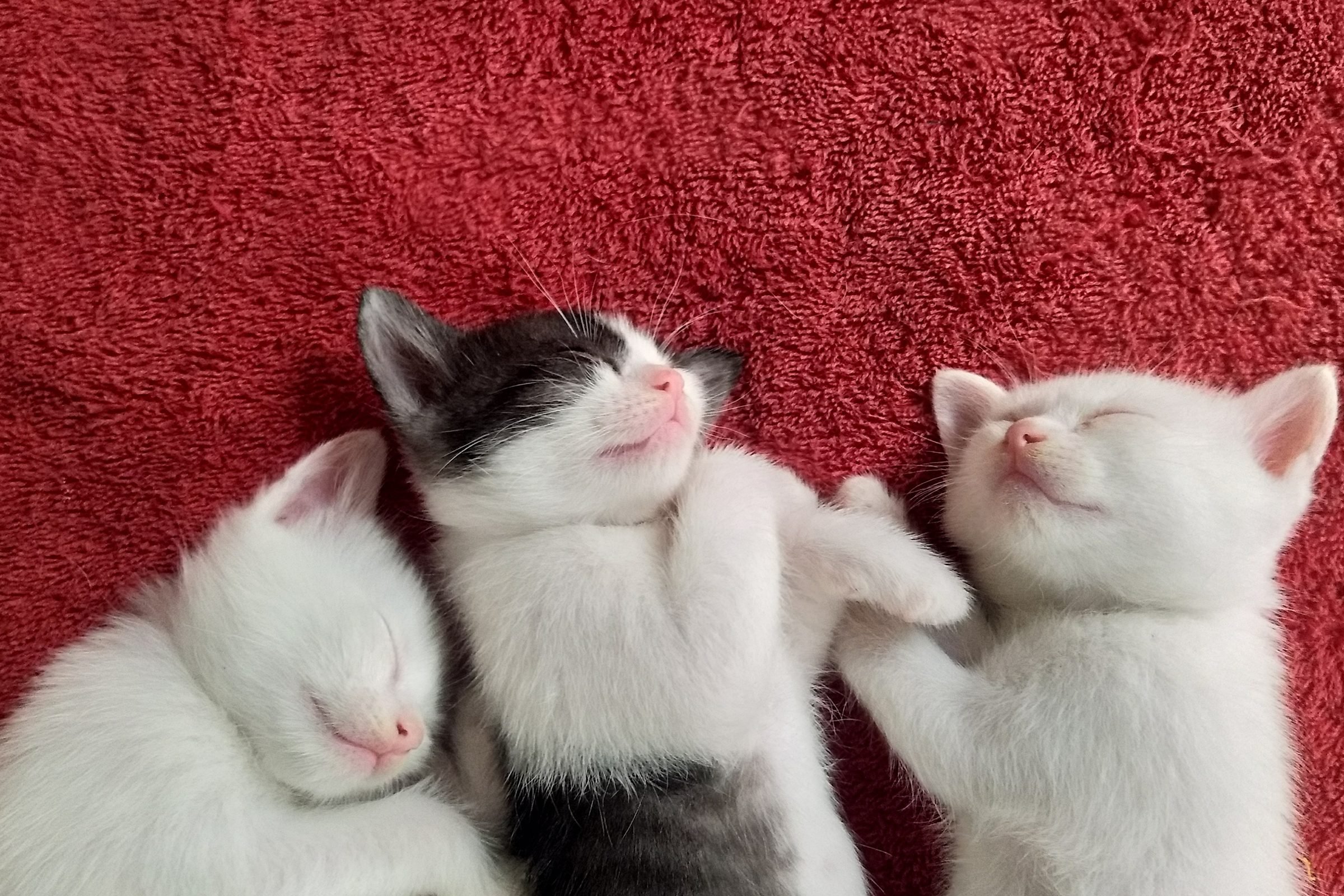 Cute Kittens Sleeping Together