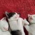 50 of the Cutest Photos of Sleeping Kittens