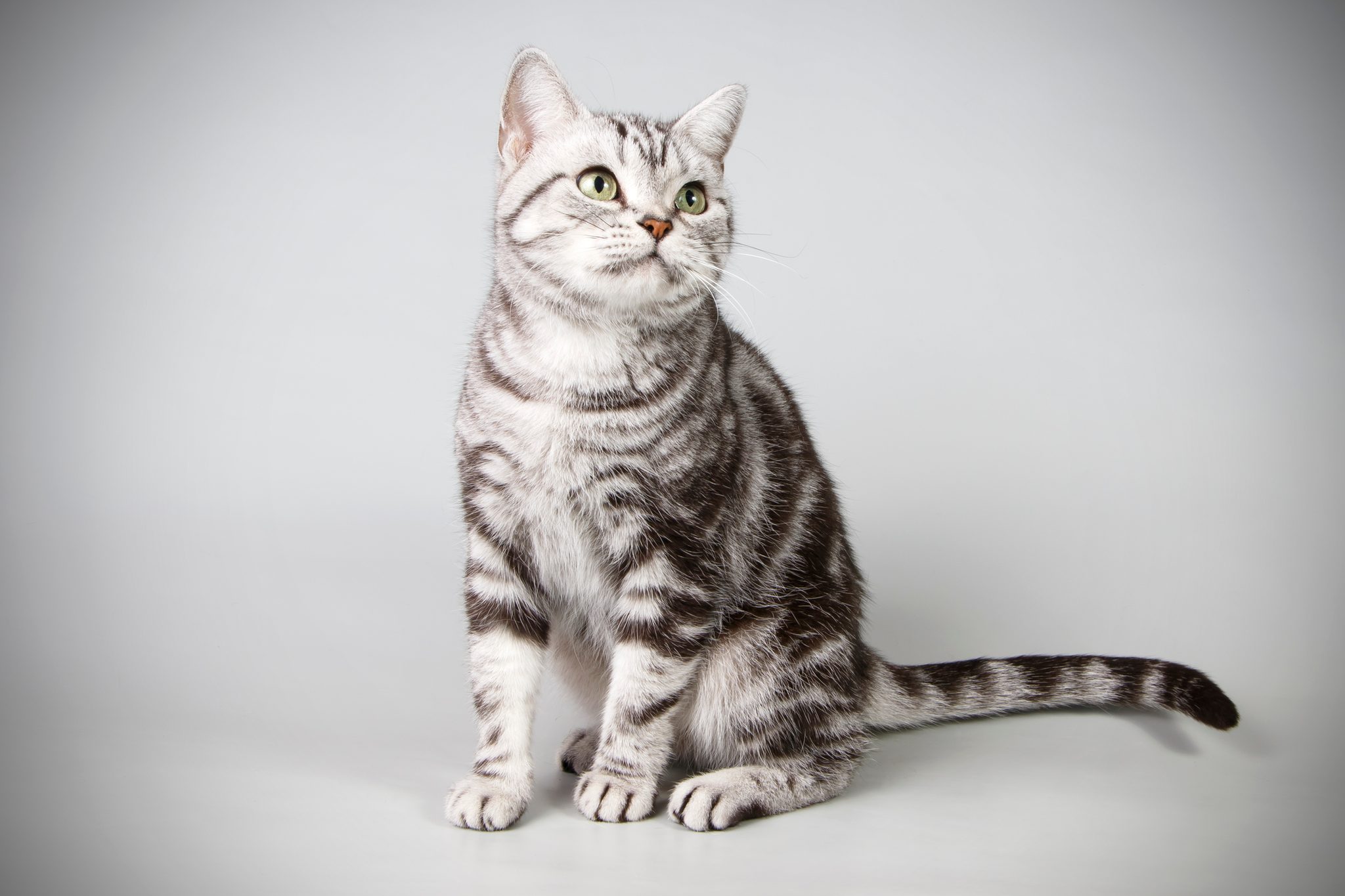 Cat Breeds That Get Along with Dogs Reader's Digest