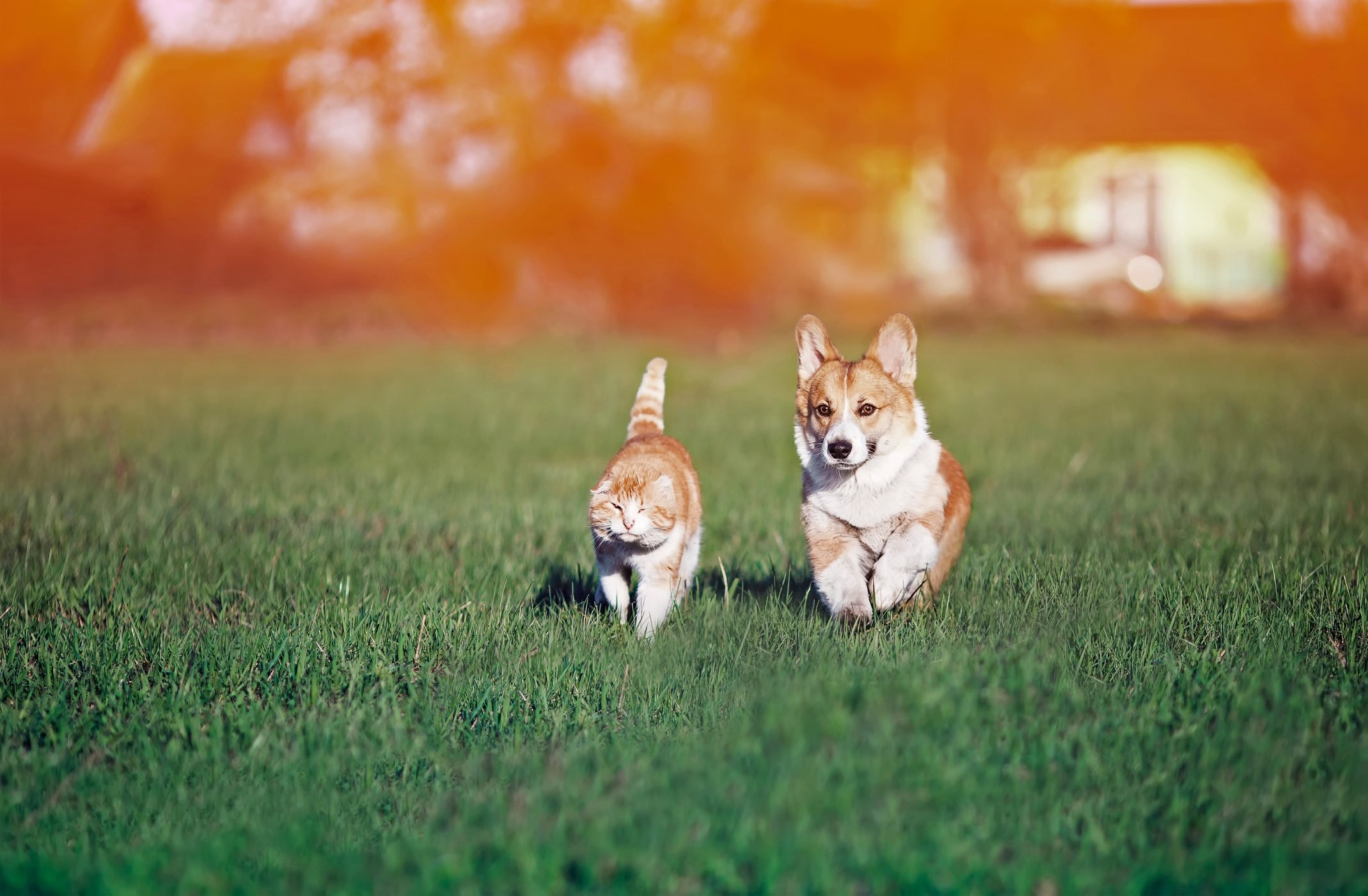 따뜻한 날에 화창한 여름 초원에서 푸른 잔디에 빨간 친구 고양이 강아지 khulet