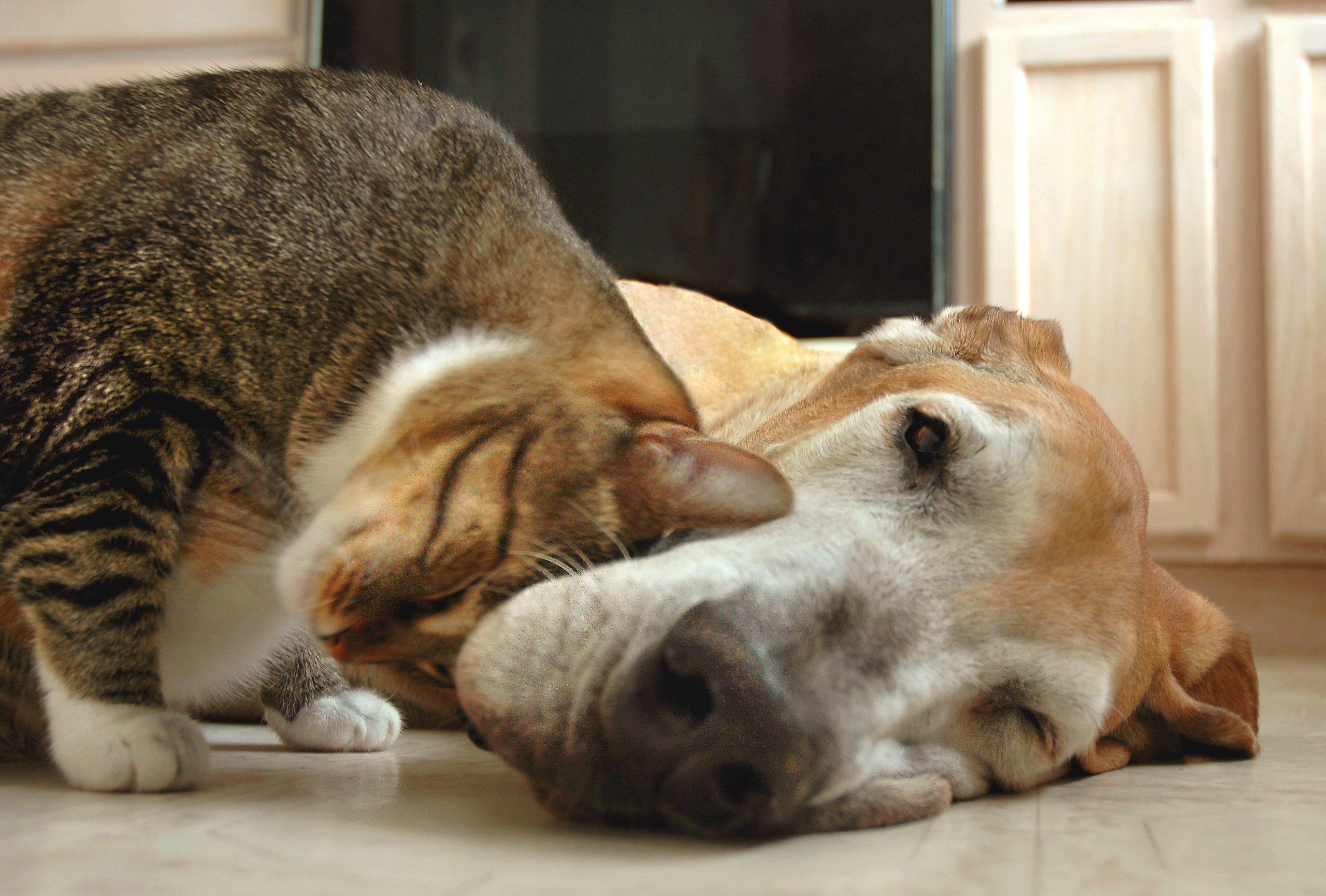 줄무늬 고양이와 덴마크 종의 큰 개