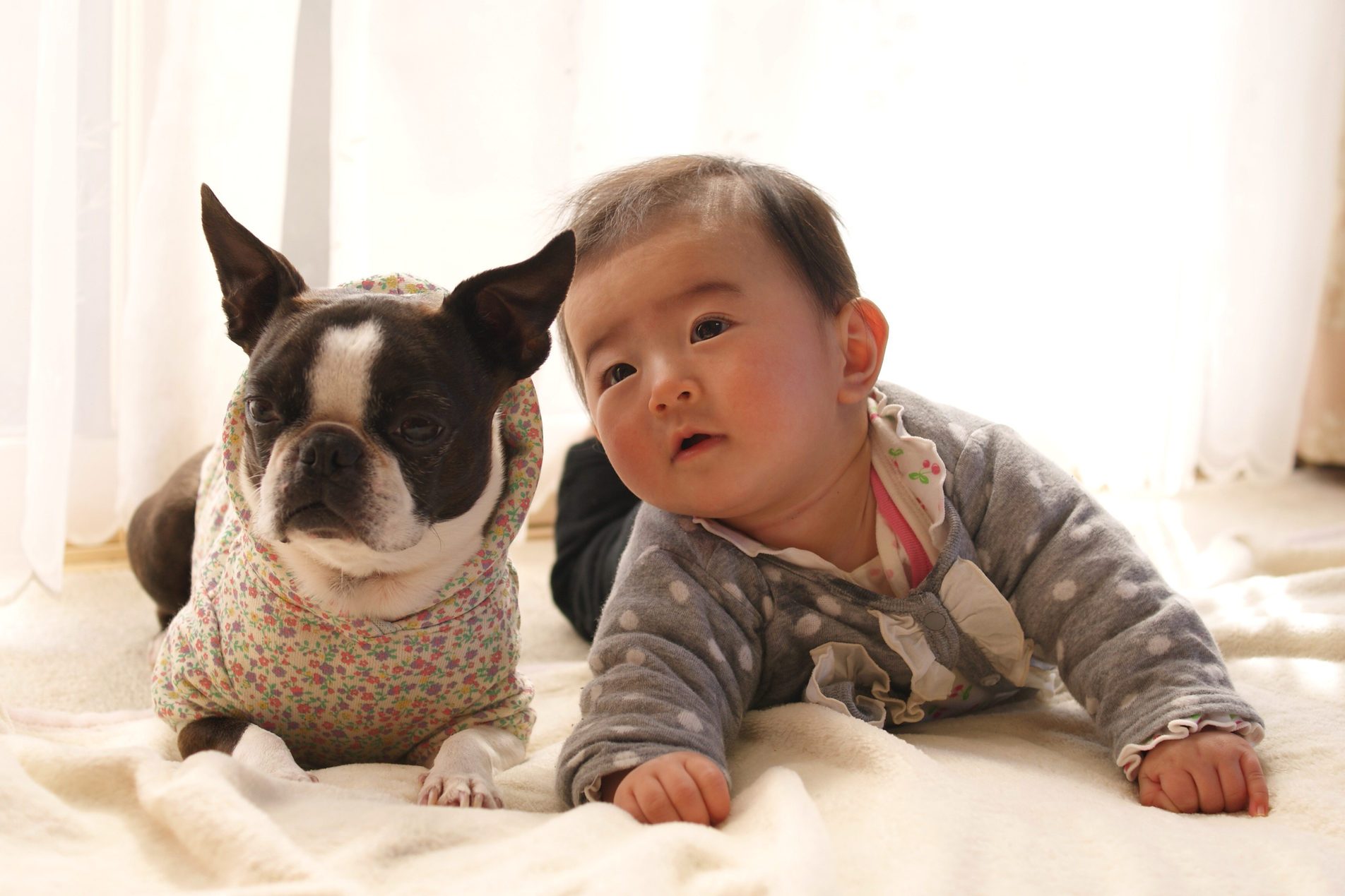 아기와 보스턴 테리어 개가 침대에 누워