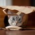 Where Does the Phrase “Let the Cat Out of the Bag” Come From?