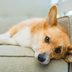 10 Signs Your Dog Wants Some Alone Time