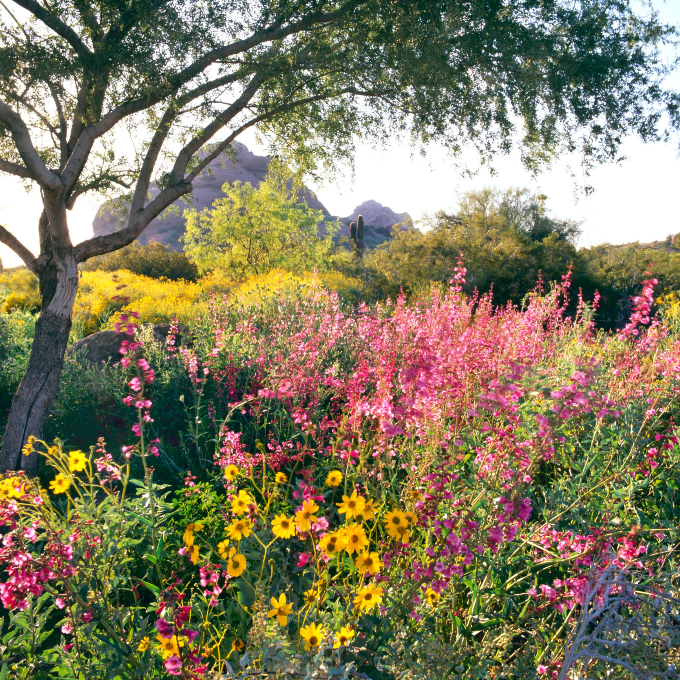 The Most Beautiful Gardens In America Readers Digest