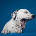 Why Do Dogs Yawn So Much?