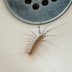 Here’s Why You Should Never Kill a House Centipede