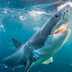 13 Things You Didn’t Know About Shark Attacks