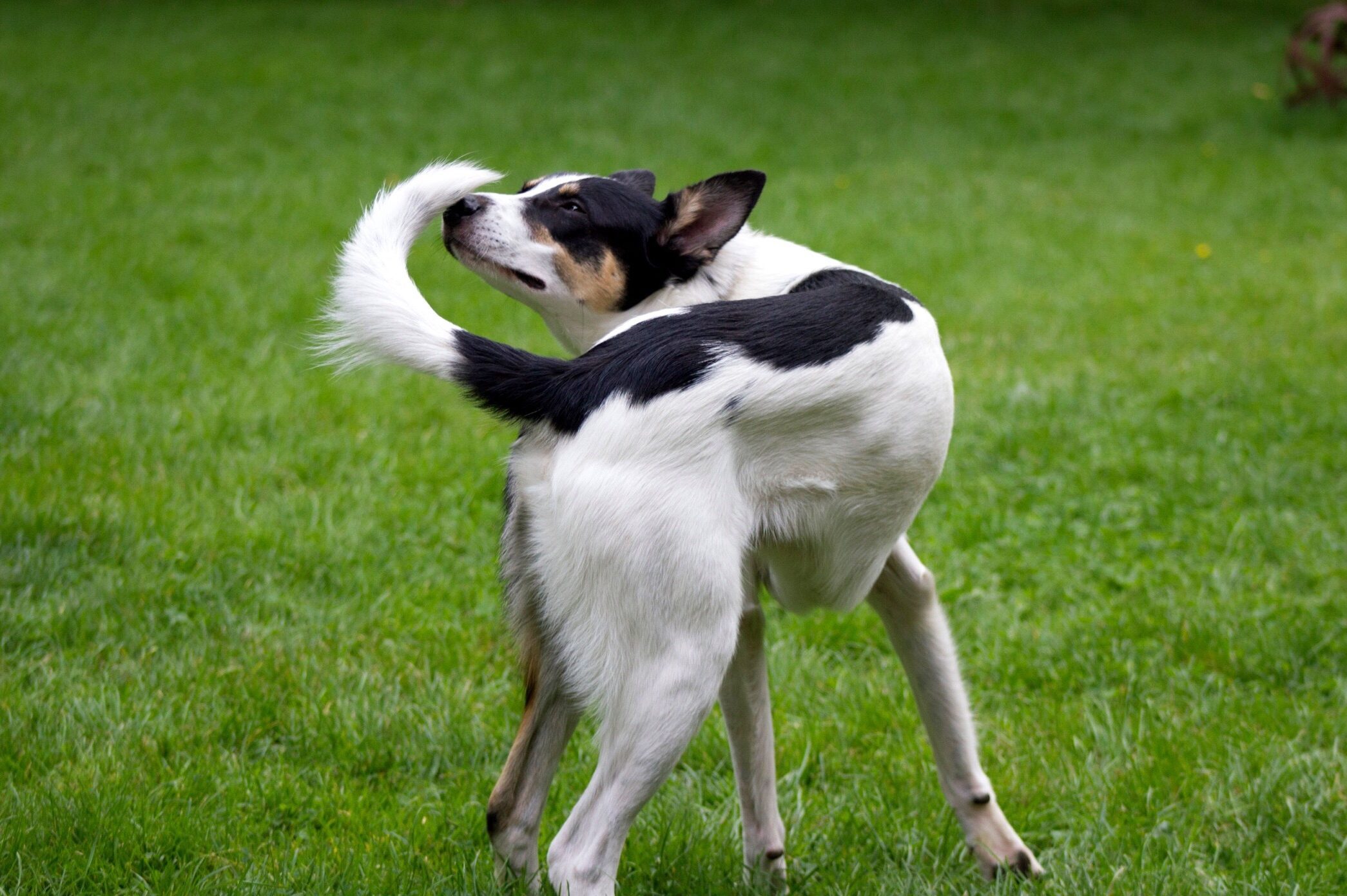 how to keep a dog from chasing their tail