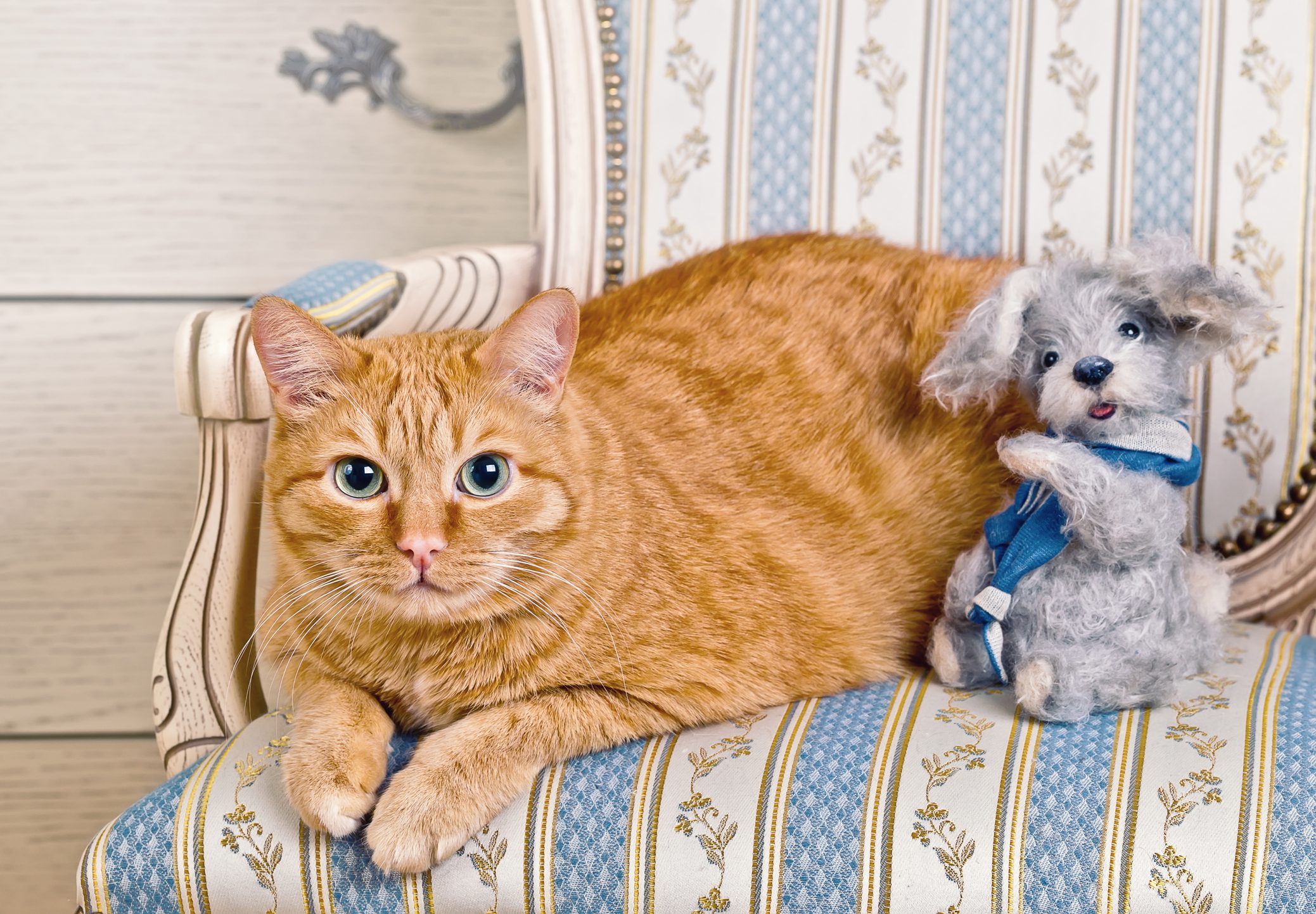 장난감 테디 개가 줄무늬 의자에 앉아 생강 고양이
