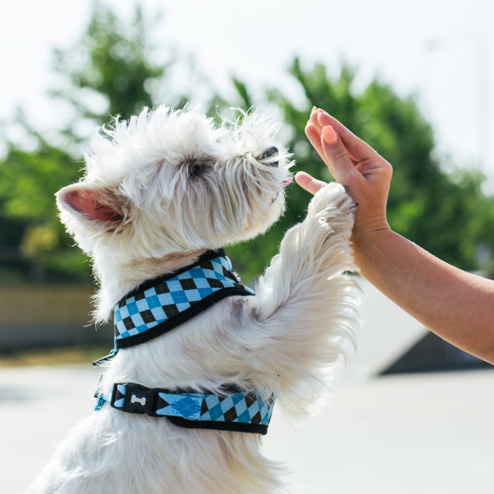 Best dog collars, harnesses & leashes