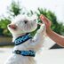 13 Best Dog Harnesses for Every Kind of Dog