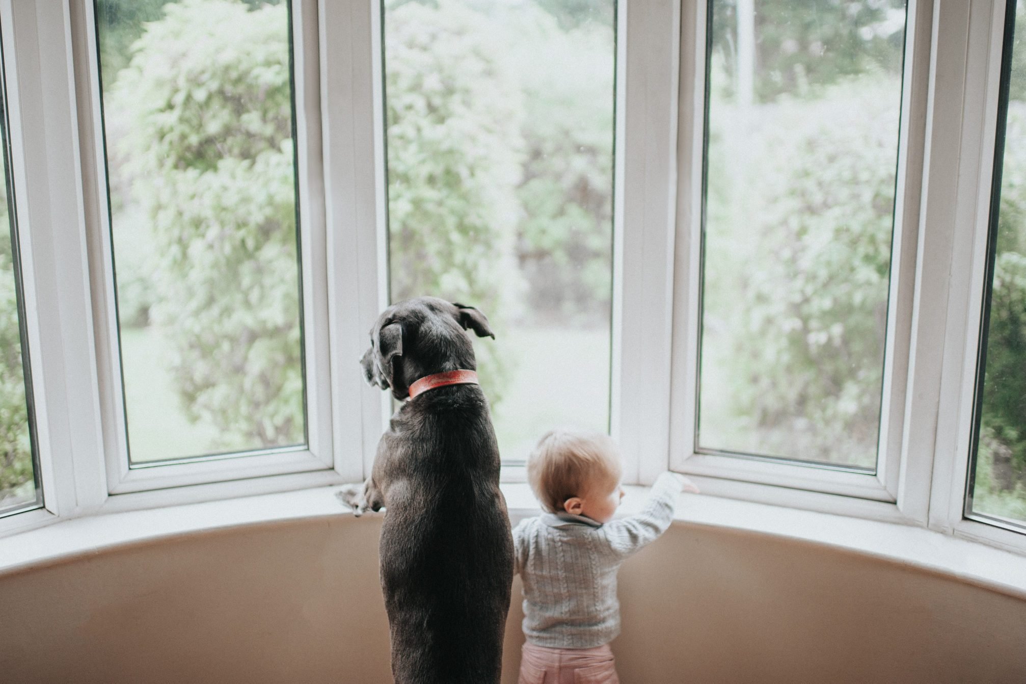 큰 창 밖을 쳐다보고 개와 아기