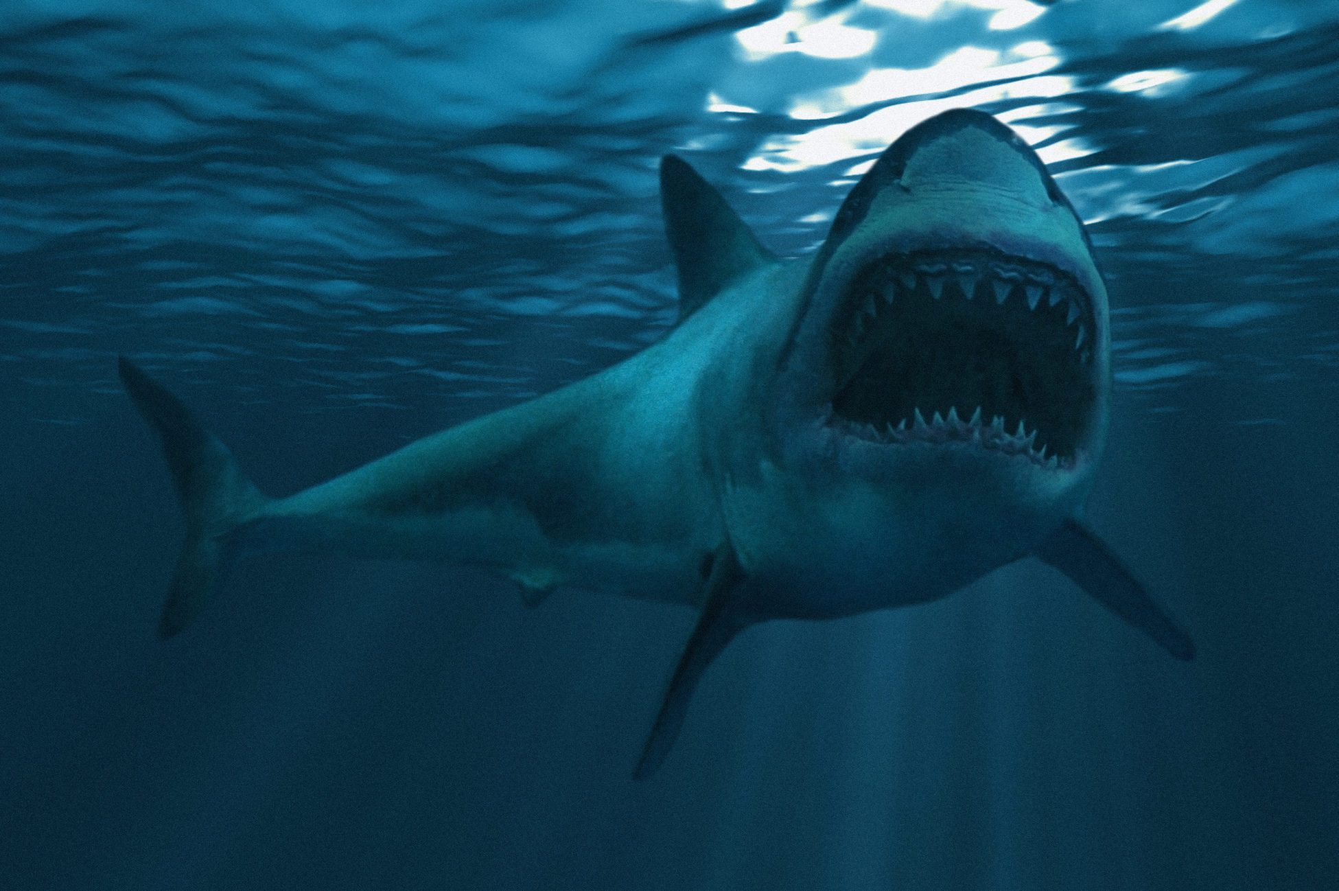The real reasons why sharks attack humans