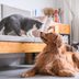 12 Cat Breeds That Get Along with Dogs