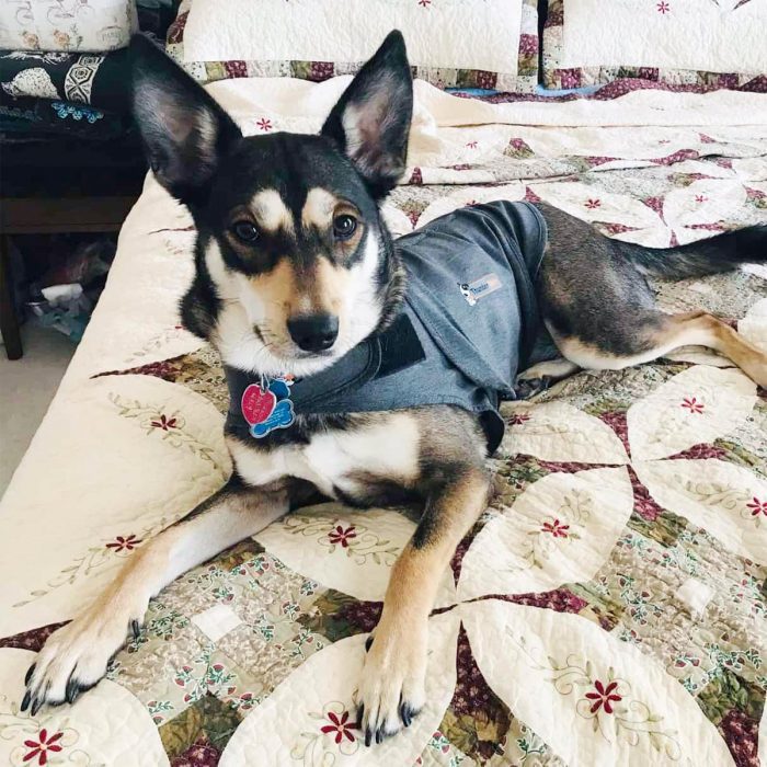 Does ThunderShirt for dogs really work?