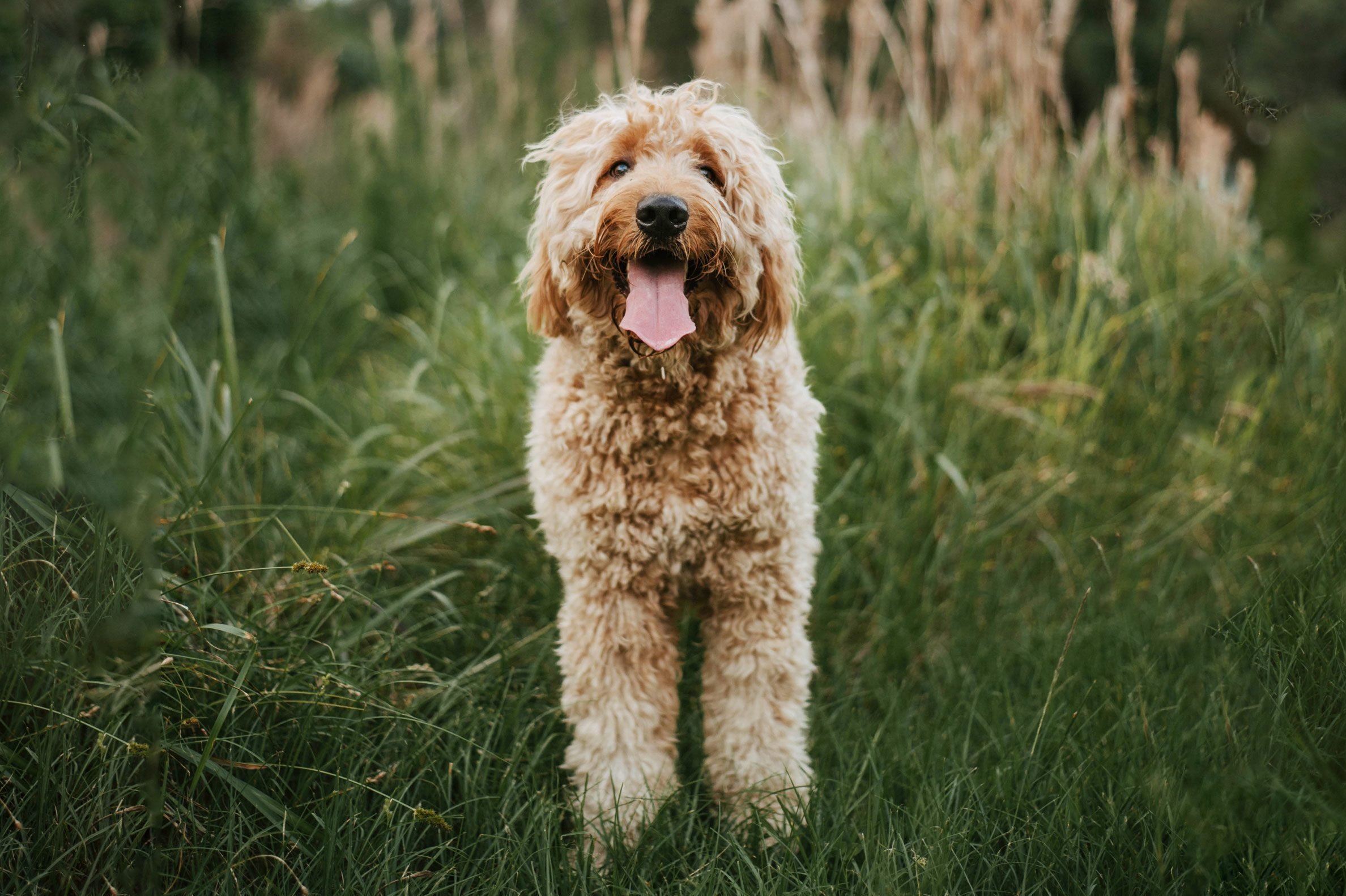Is a Goldendoodle a Good House Dog? You Bet - Here's Why
