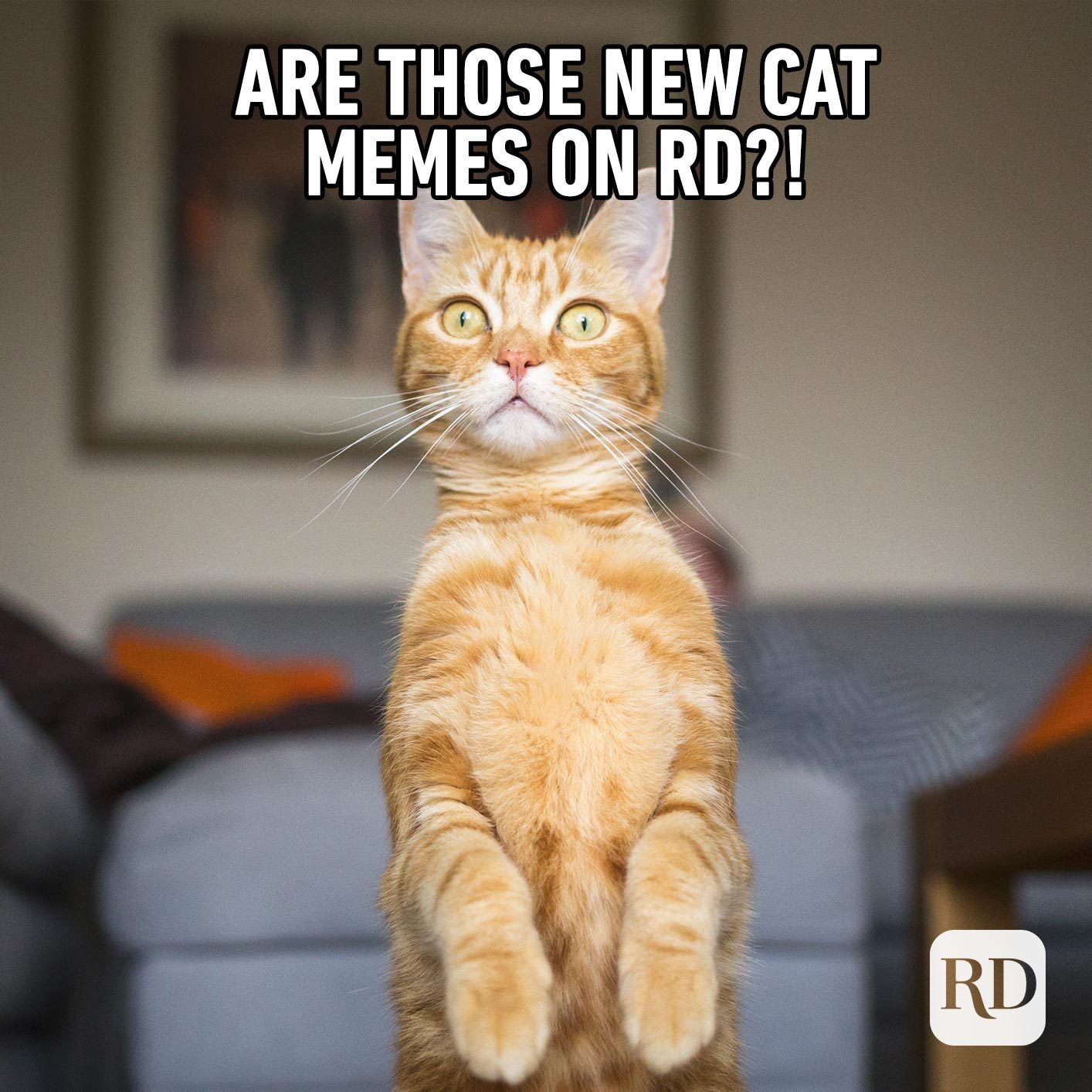 60 Cat Memes You'll Laugh at Every Time Reader's Digest