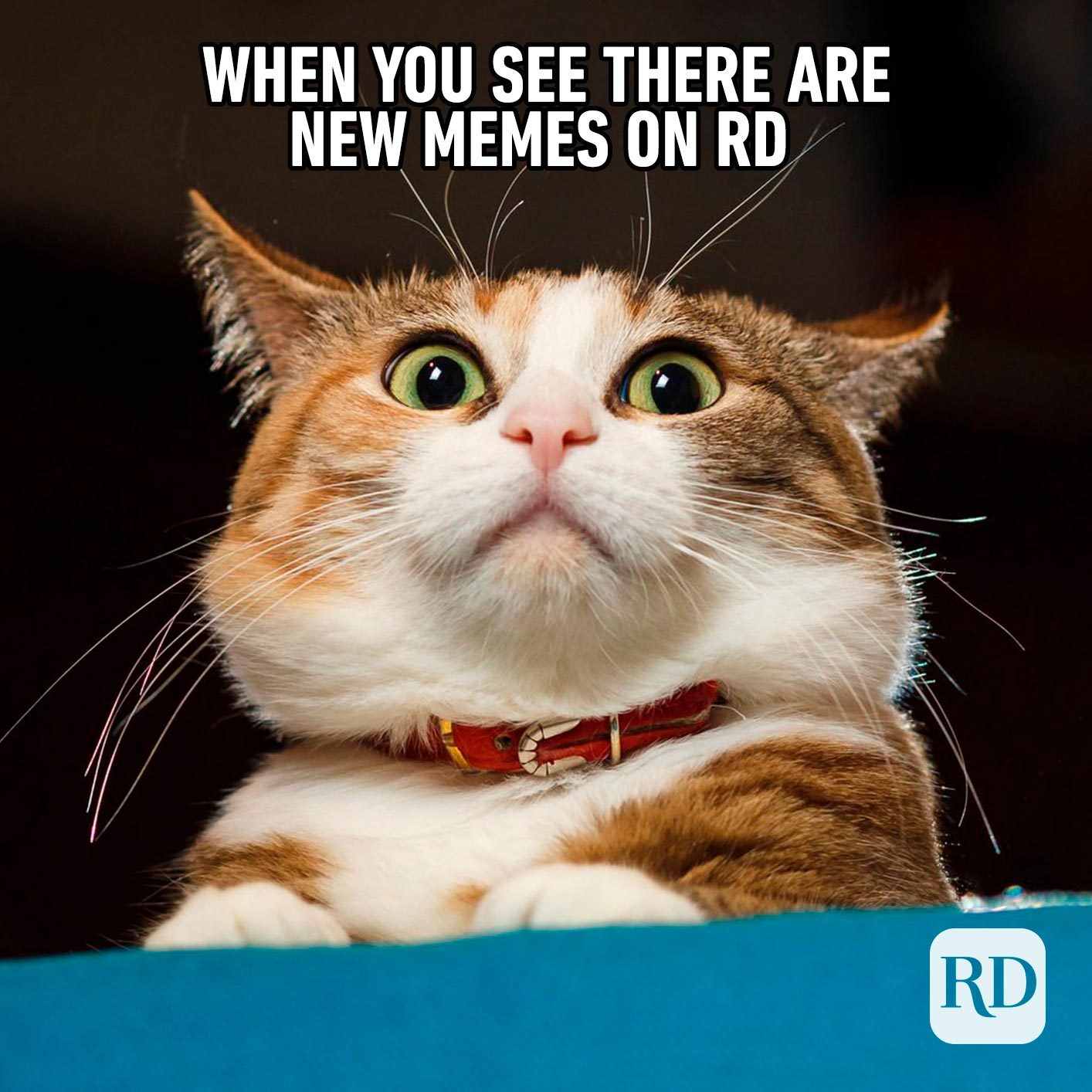 40 Funny Animal Memes Reader S Digest
