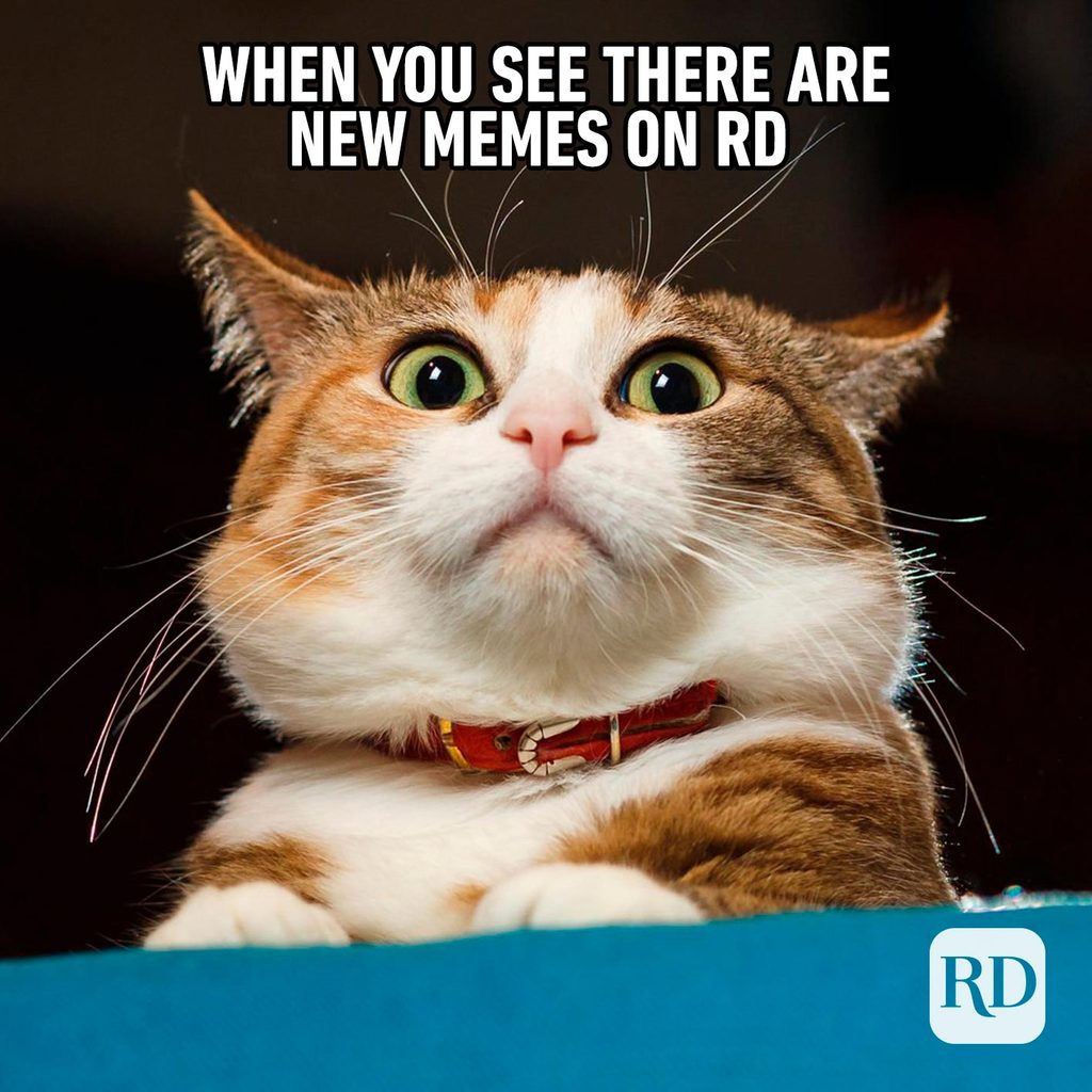 40 Funny Animal Memes Reader's Digest