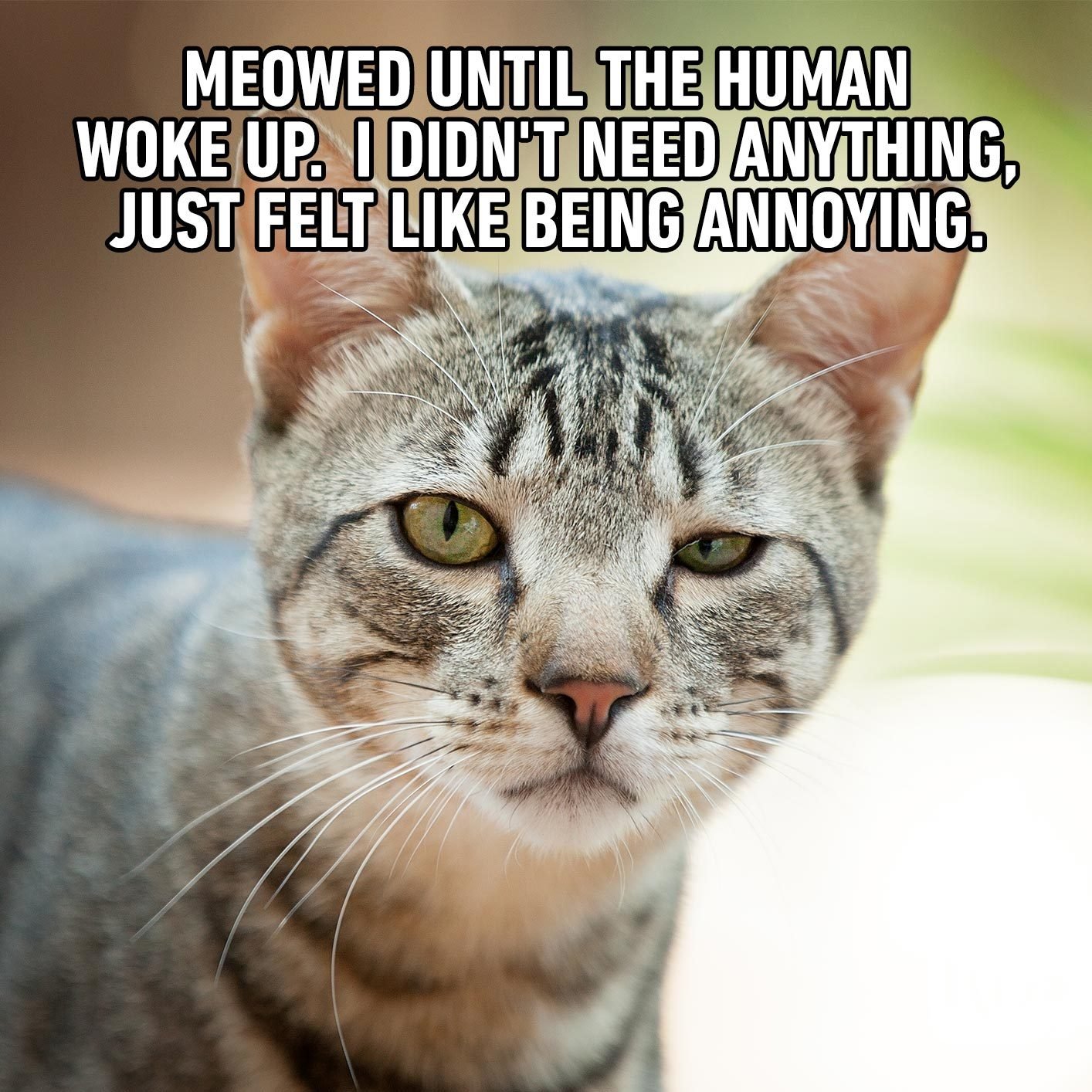 45 Cat Memes You'll Laugh at Every Time | Reader's Digest