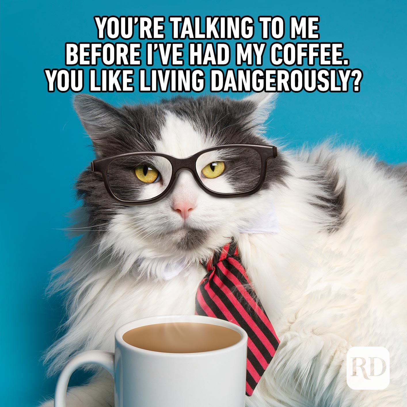 45 Cat Memes Youll Laugh At Every Time Readers Digest