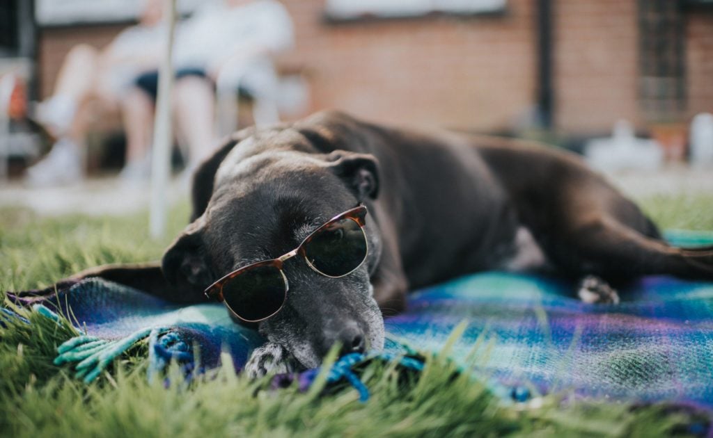 Why Do We Say the "Dog Days of Summer"? Reader's Digest