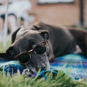 large black dog wearing sunglasses laying on a towel in the grass on a summer day