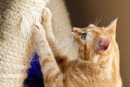 Cat Declawing Pros Cons And Safer Alternatives Reader s Digest