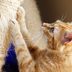 Cat Declawing: Pros, Cons, and Safer Alternatives