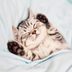 Do Cats Dream? Experts Explain Whether Cats Dream and What they Dream About