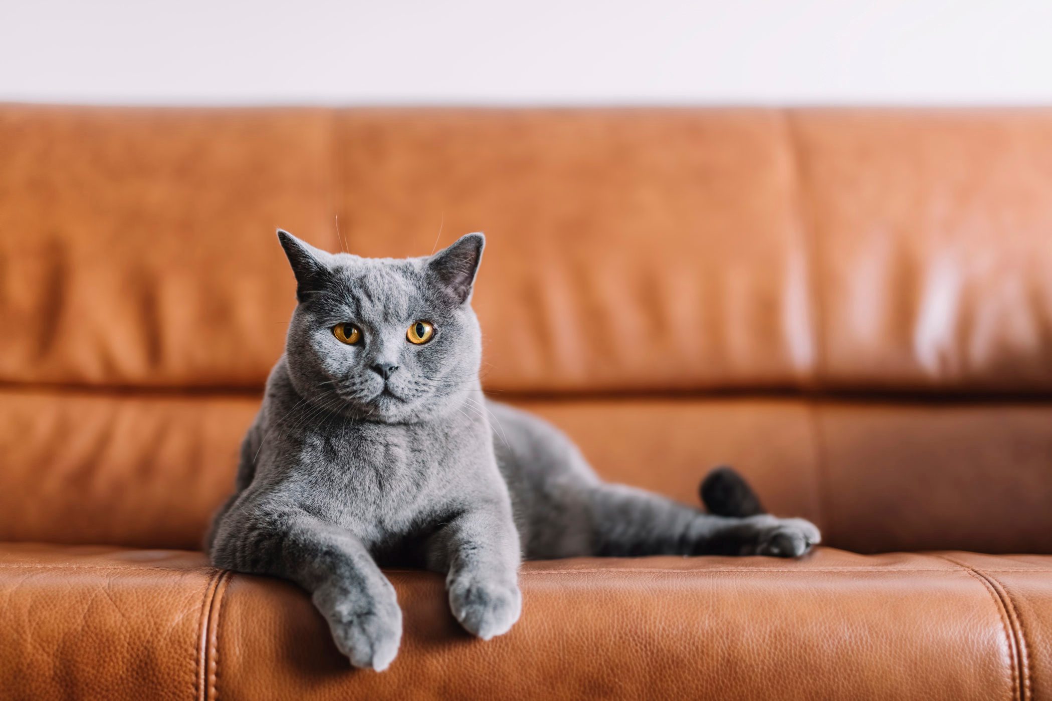 Porträt der Chartreux Katze entspannt sich zu Hause auf dem Sofa