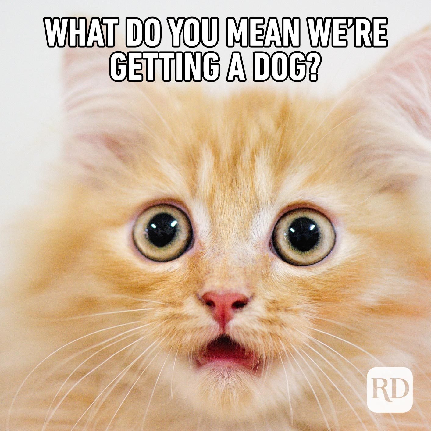 Terrified cat. Meme text: What do you mean we're getting a dog?