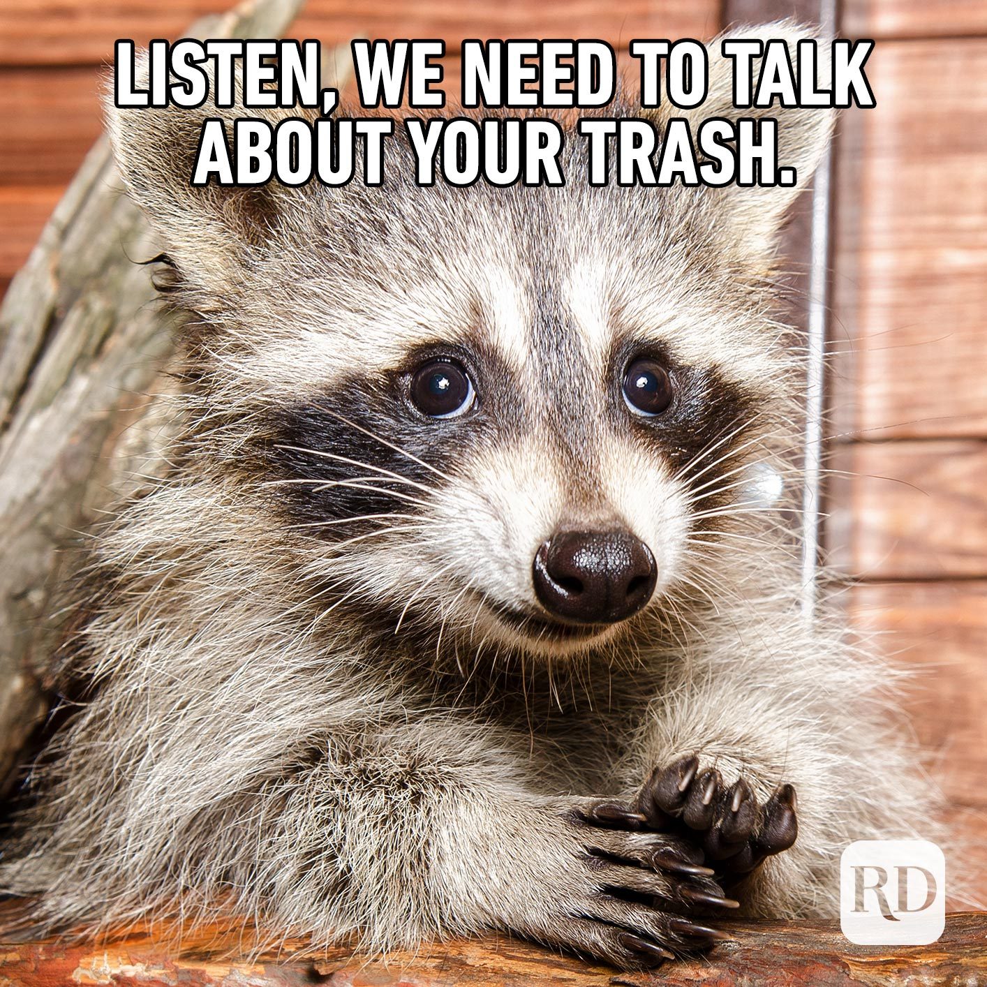 Racoon. Meme text: Listen, we need to talk about your trash.