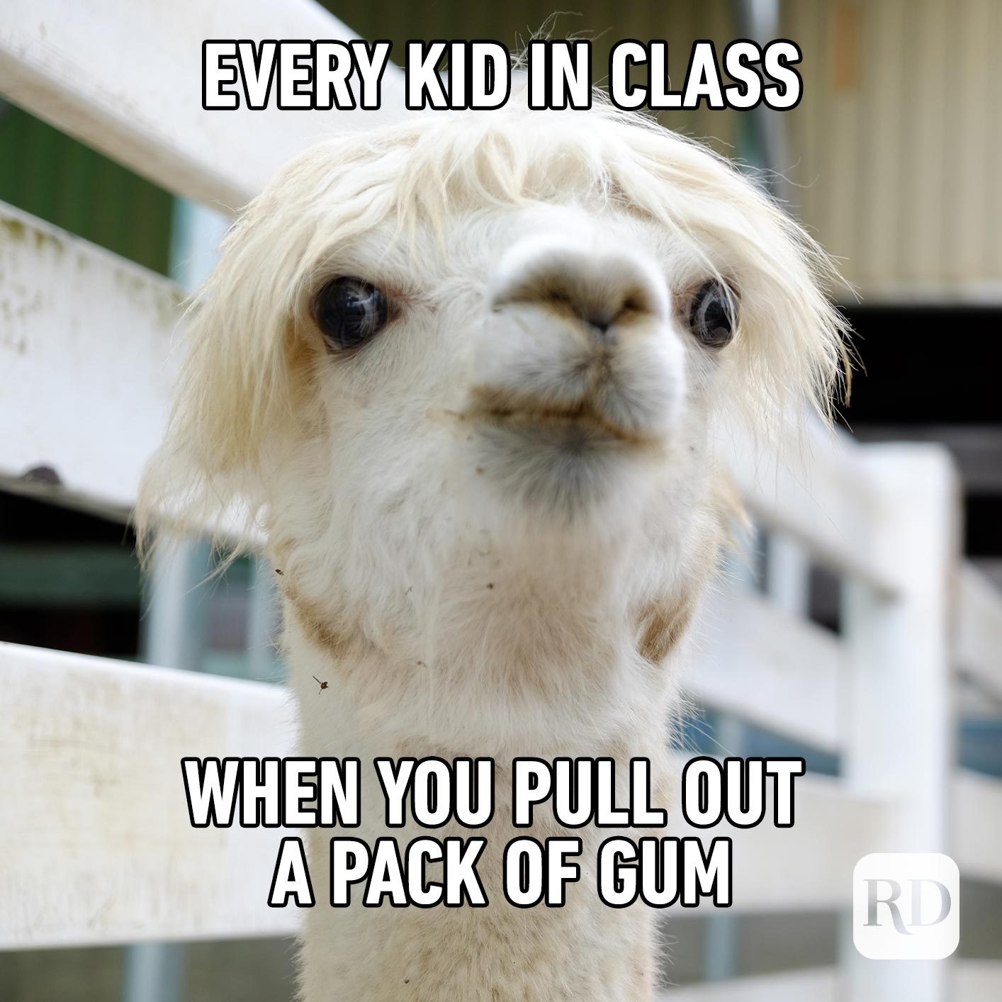 Alpaca peeking its head up. Meme text: Every kid in class when you pull out a pack of gum
