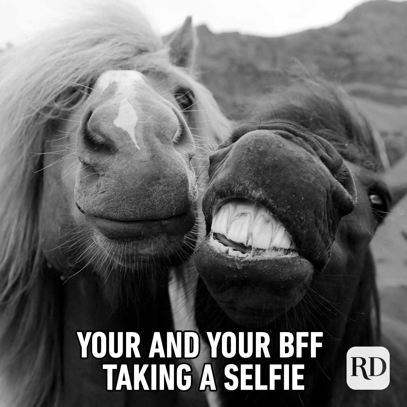 Two horses smiling for camera. Meme text: You and your BFF taking a selfie