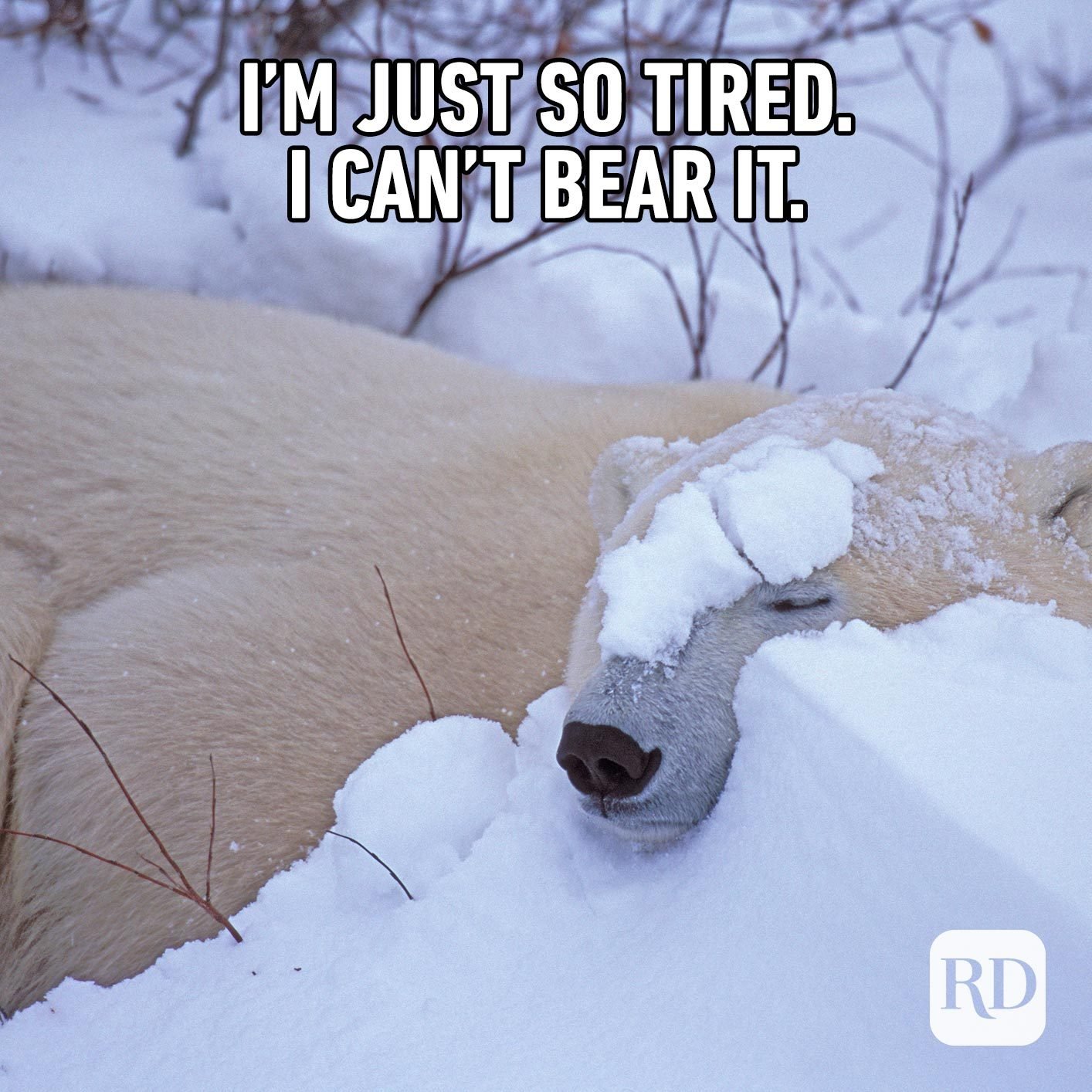 Polar bear in snow. Meme text: I'm just so tired. I can't bear it.